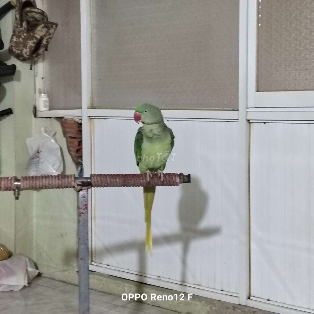Vẹt Xanh lá 13 tháng đã nói. Mua bán Chim tại Quận Tân Bình Tp Hồ Chí Minh được đăng bởi Thanh Phuong Trinh hình 1