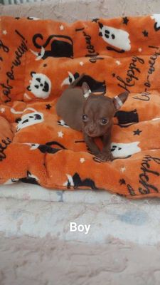 Chihuahua socola teacup