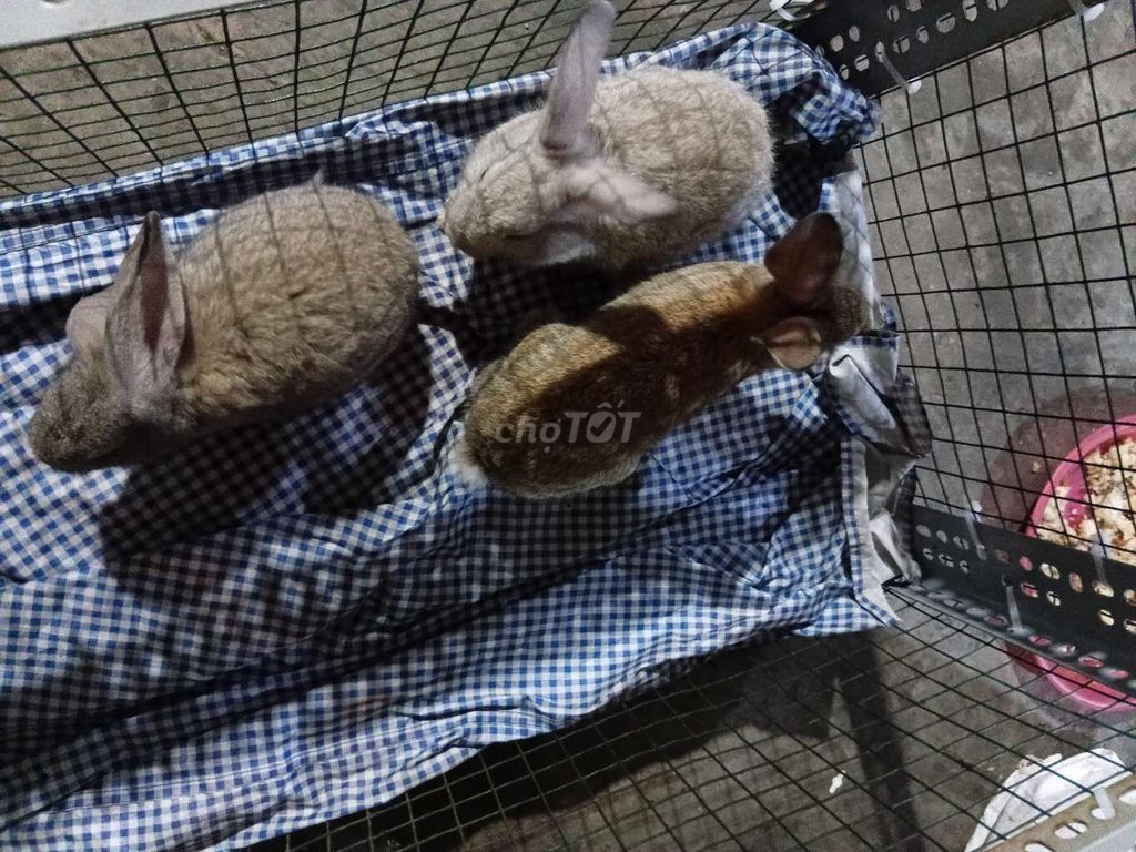 Thỏ nhiều màu cả hai. Mua bán Thú cưng khác tại Quận 5 Tp Hồ Chí Minh được đăng bởi Văn Tâm hình 1