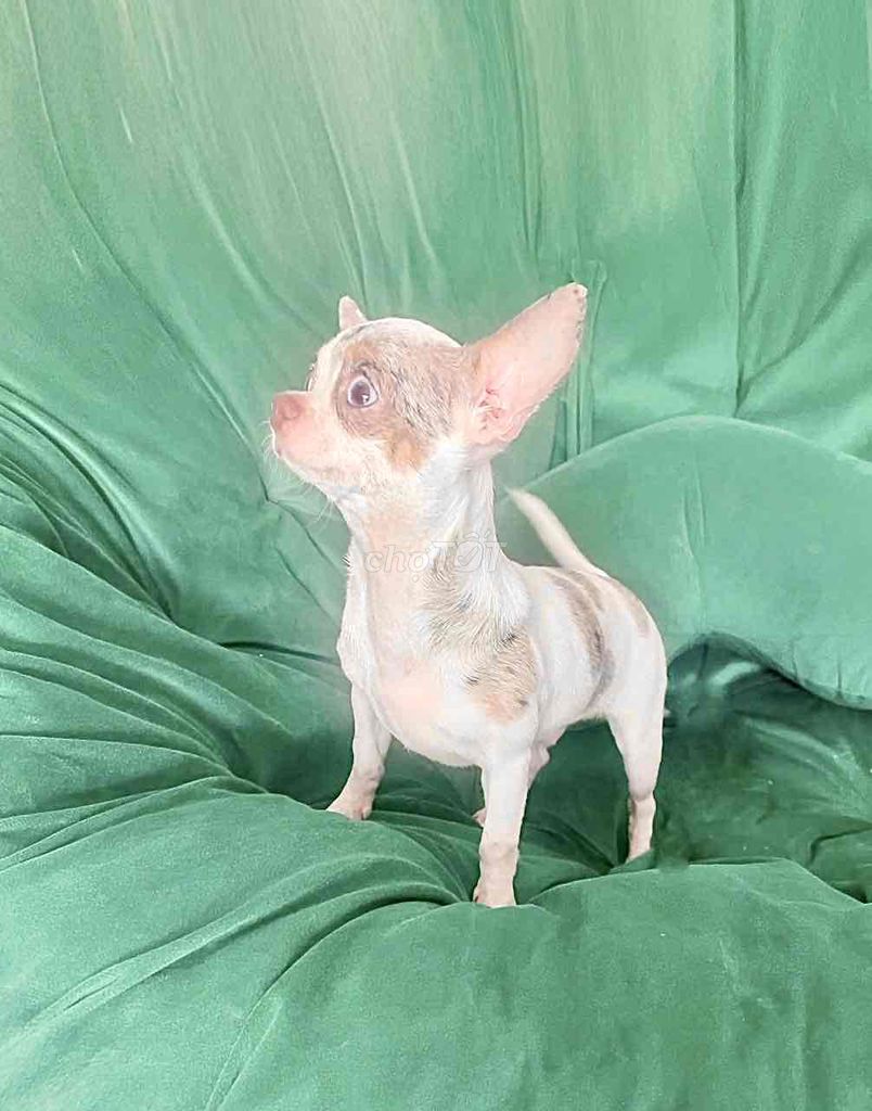 ❤️❤️ CHIHUAHUA MERLE BÒ SỮA BLUE ĐỰC VIP ❤️❤️