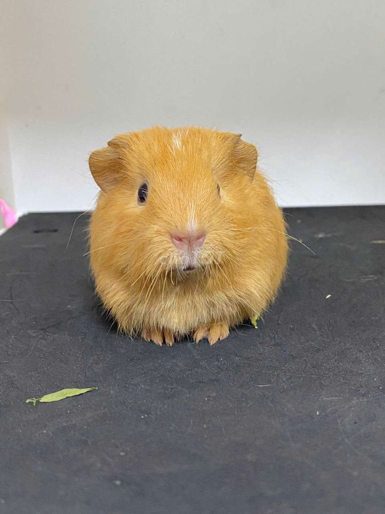 Bọ ú ame nhiều màu ở Hà Nội. Mua bán Thú cưng khác tại Quận Thanh Xuân Hà Nội được đăng bởi Cao Tường Vi  hình 1