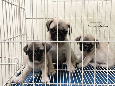 Pug đực cái mập ú