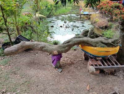 Mận da người xưa dáng bay.. Mua bán Cây cảnh, đồ trang trí tại Huyện Tháp Mười Đồng Tháp được đăng bởi Minh Hồ
