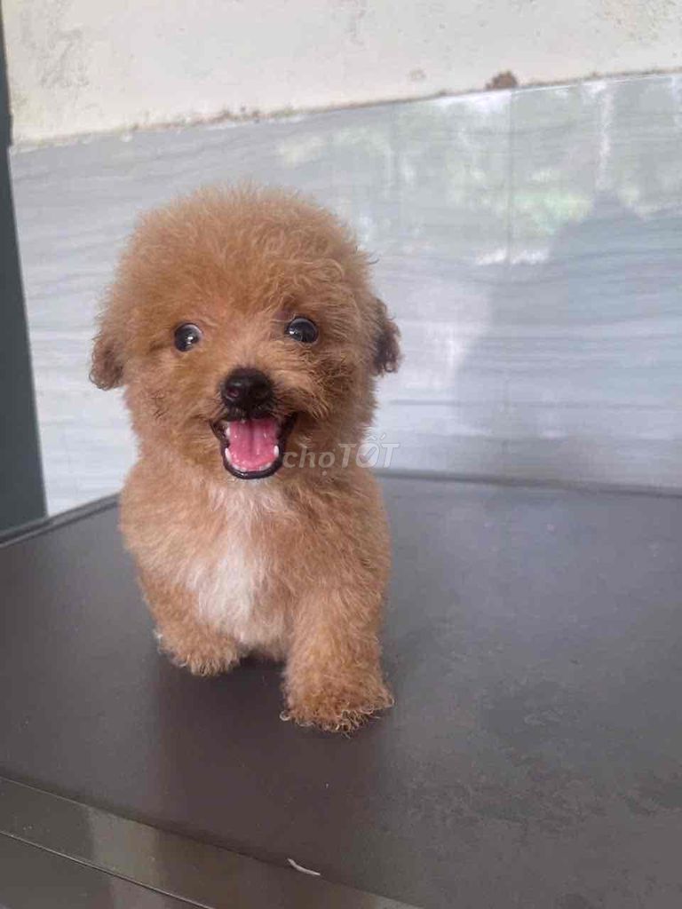 tìm nhà mới cho các bé poodle