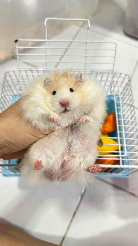 Chuột Hamster bear tạng to nhập Thái. Mua bán Thú cưng khác tại Quận Cái Răng Cần Thơ được đăng bởi Hammie Heamster hình 1