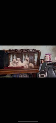 phốc sóc nhà nuôi sen nào cần alo e