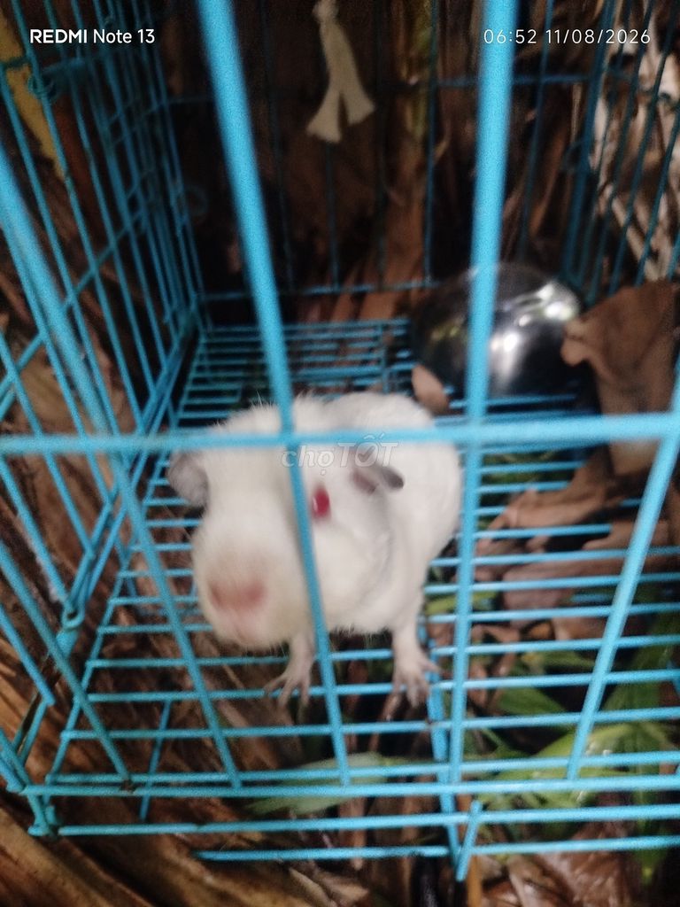 Bọ ú trắng. Mua bán Thú cưng khác tại Quận Ninh Kiều Cần Thơ được đăng bởi Luu Do hình 1