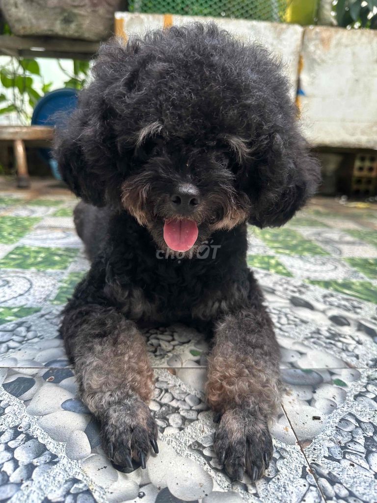 Chó Poodle Cái 1.5 tuổi Đen. Mua bán Chó tại Quận Bình Tân Tp Hồ Chí Minh được đăng bởi Minh Thư hình 1