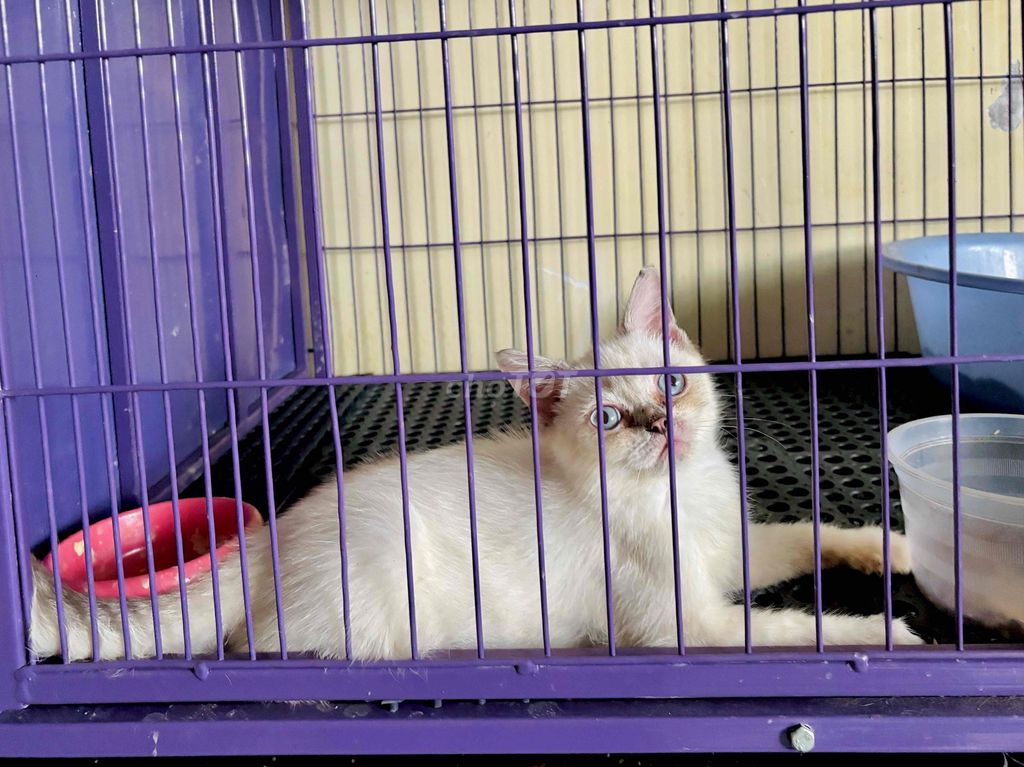 Mèo ALN Trắng Hơi ốm. Mua bán Mèo tại Quận Cái Răng Cần Thơ được đăng bởi Vân hình 1