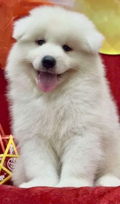 chó Samoyed thuần chủng ạ
