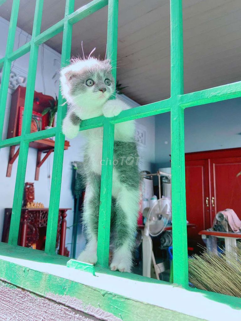 Mèo Anh lông ngắn màu bicolor.