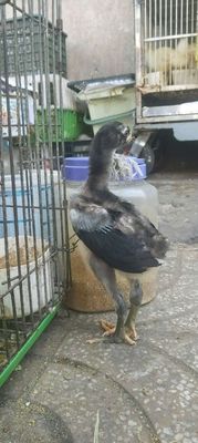 Gà đòn chọi. Bố 4.8kg. Gà Đòn rặc. Mua bán Gà tại Quận 11 Tp Hồ Chí Minh được đăng bởi phuong kim huong