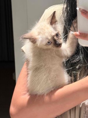 Mèo Xiêm đực 3 tháng tuổi