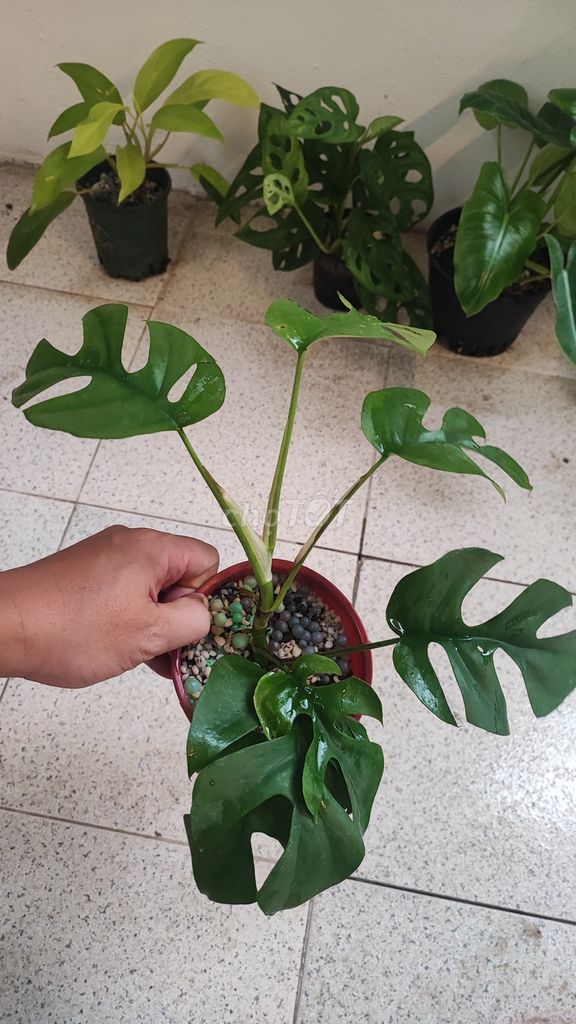 Combo 5 cây đã có chậu trong ảnh