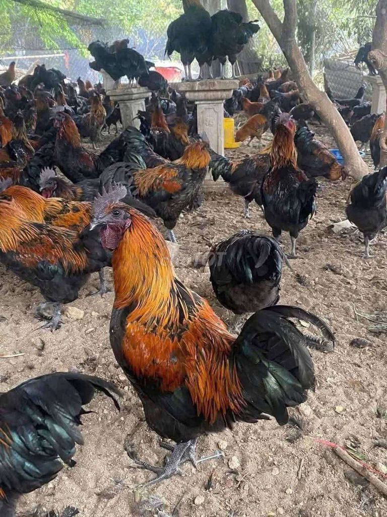 Gà HMông mái thịt đen. Mua bán Gà tại Thị xã Tân Châu An Giang được đăng bởi Mình hoà  hình 1