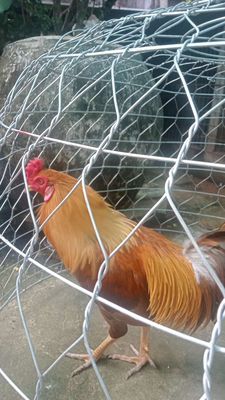 Gà khét lại Mỹ nặng 3kg3 chín tháng gà. Mua bán Gà tại Thành phố Bến Tre Bến Tre được đăng bởi hung