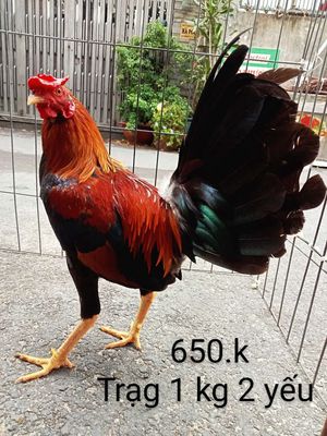 Cuban trạng 1 kg 2 yếu gà zin nha ae. Mua bán Gà tại Quận Gò Vấp Tp Hồ Chí Minh được đăng bởi nam gà tre 