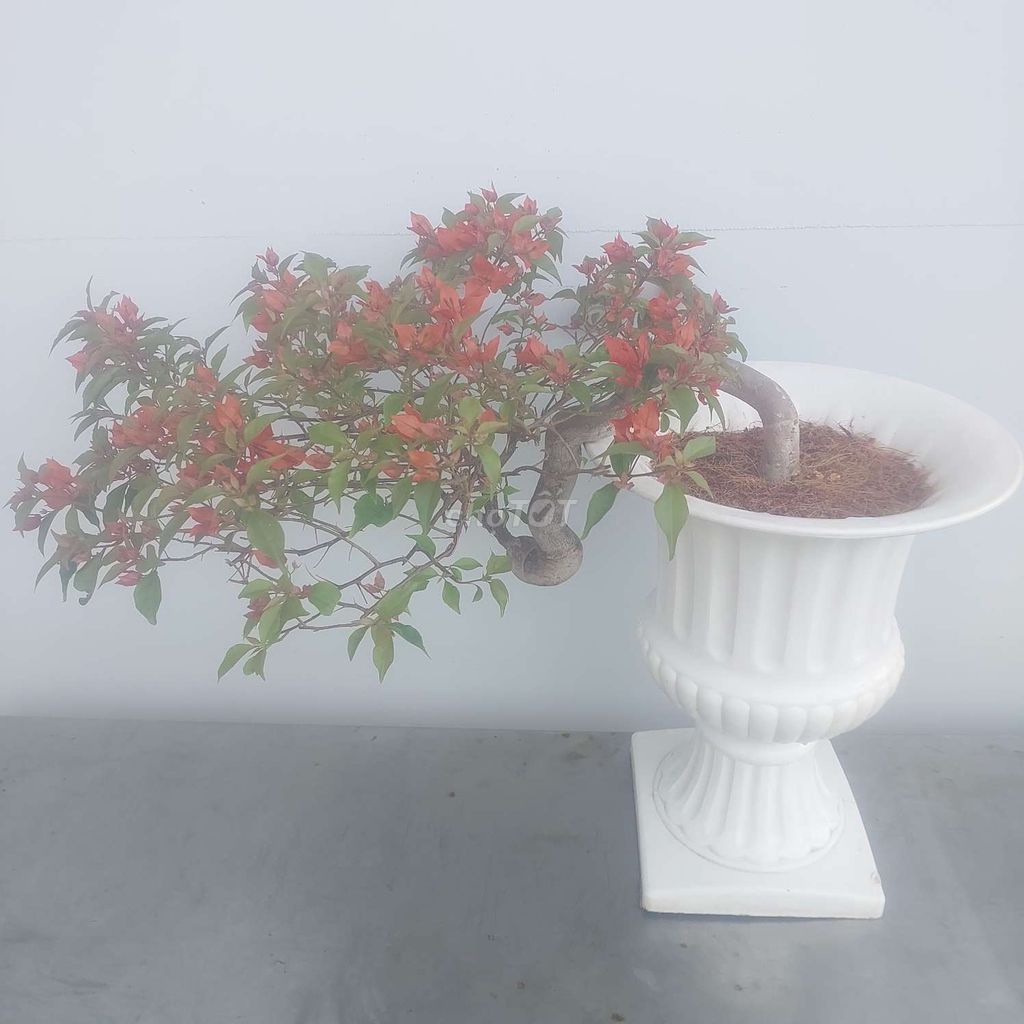 Bông giấy Bonsai dáng huyền đổ