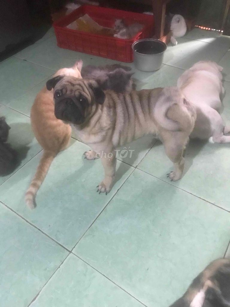Chó Pug đực trưỡng thành. Mua bán Chó tại Quận 12 Tp Hồ Chí Minh được đăng bởi Lâm Lê hình 1