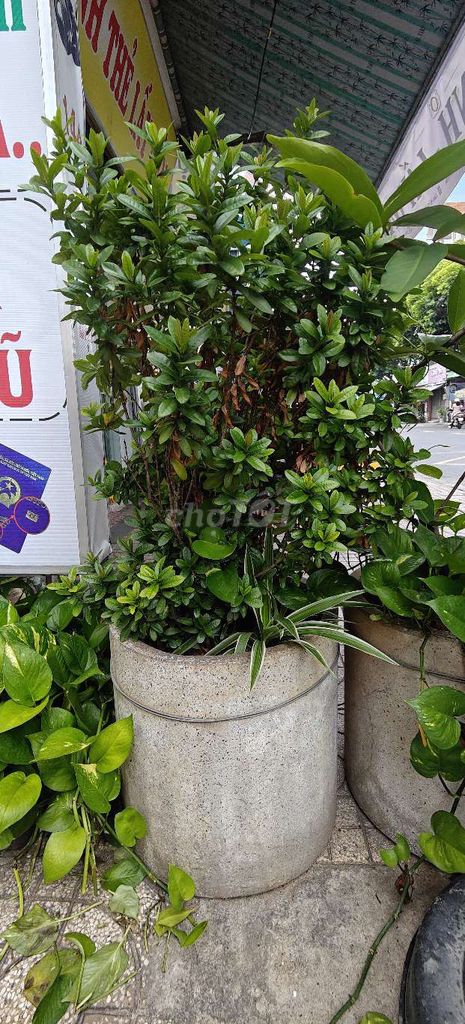 Chậu cây Xi măng Xám Trang trí. Mua bán Cây cảnh, đồ trang trí tại Quận Tân Phú Tp Hồ Chí Minh được đăng bởi Trần Cường hình 1