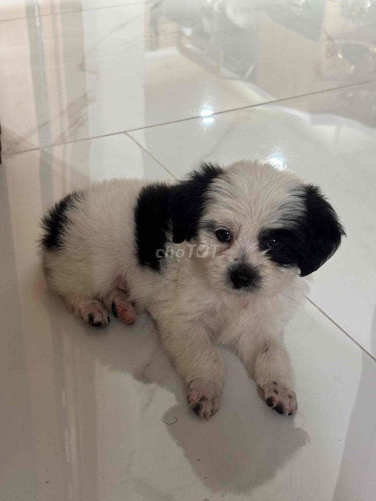 Chó Poodle trắng đen thân thiện khỏe mạnh. Mua bán Chó tại Quận Ngũ Hành Sơn Đà Nẵng được đăng bởi Trang Le hình 1