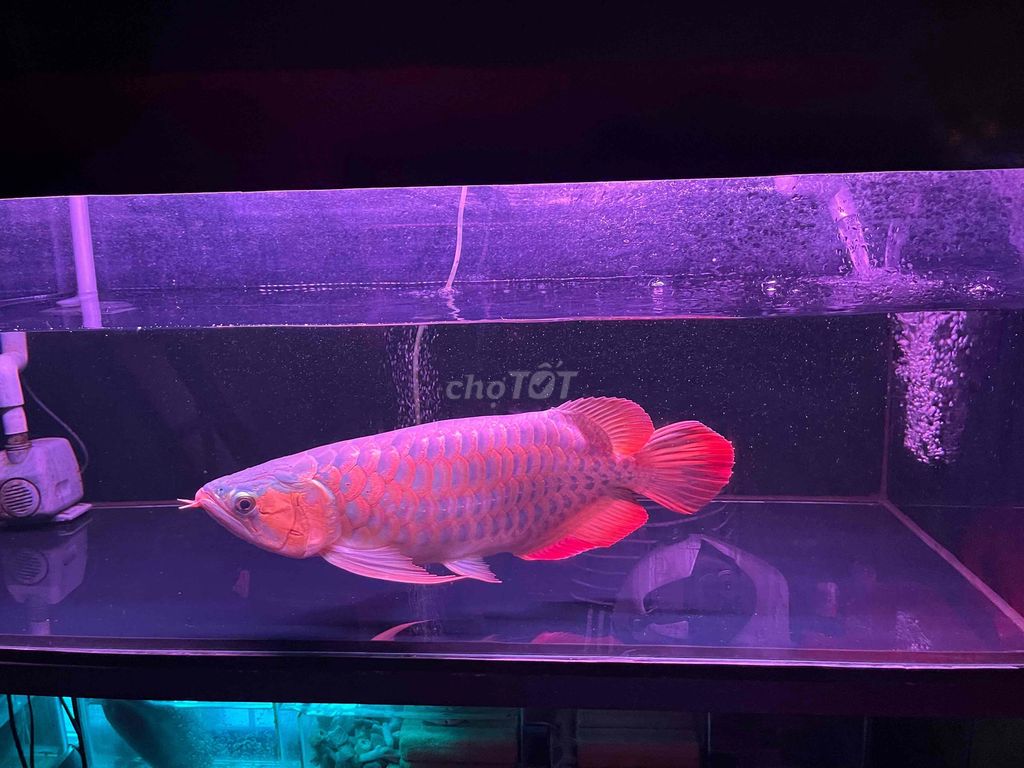 huyết long short. Mua bán Thú cưng khác tại Thành phố Thủ Đức Tp Hồ Chí Minh được đăng bởi Ng Linh hình 1