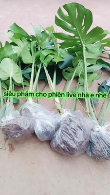 Trầu Bà MONTERA (trầu bà nam mỹ). Mua bán Cây cảnh, đồ trang trí tại Quận Thanh Khê Đà Nẵng được đăng bởi Anh Hồ