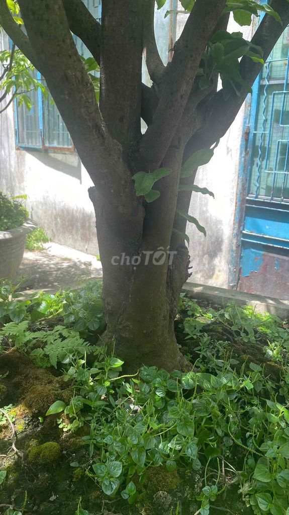 THANH LÍ 13 CÂY MAI THUẦN CHẬU Ở NHS. Mua bán Cây cảnh, đồ trang trí tại Quận Ngũ Hành Sơn Đà Nẵng được đăng bởi Tara Dang hình 1