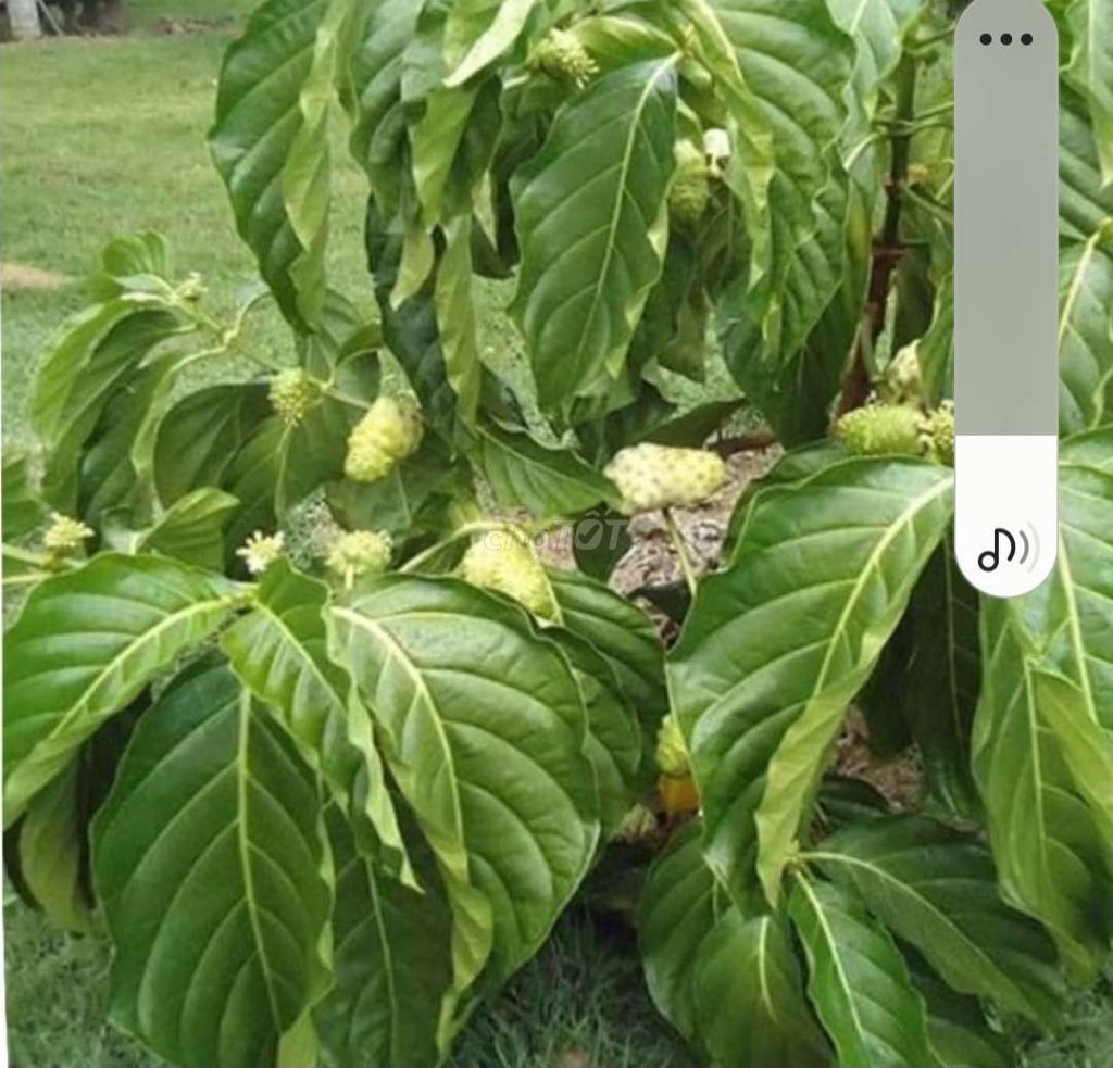 Trái nhàu tươi 50kg/tuần. Mua bán Đồ ăn, thực phẩm và các loại khác tại Huyện Tam Bình Vĩnh Long được đăng bởi Phuc hình 1