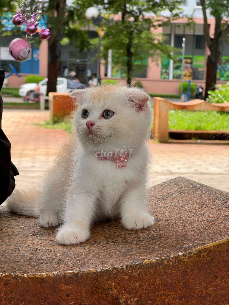 Mèo Anh Lông Ngắn tai cụp siêu đáng yêu. Mua bán Mèo tại Thành phố Thủ Đức Tp Hồ Chí Minh được đăng bởi Tú Minh hình 1