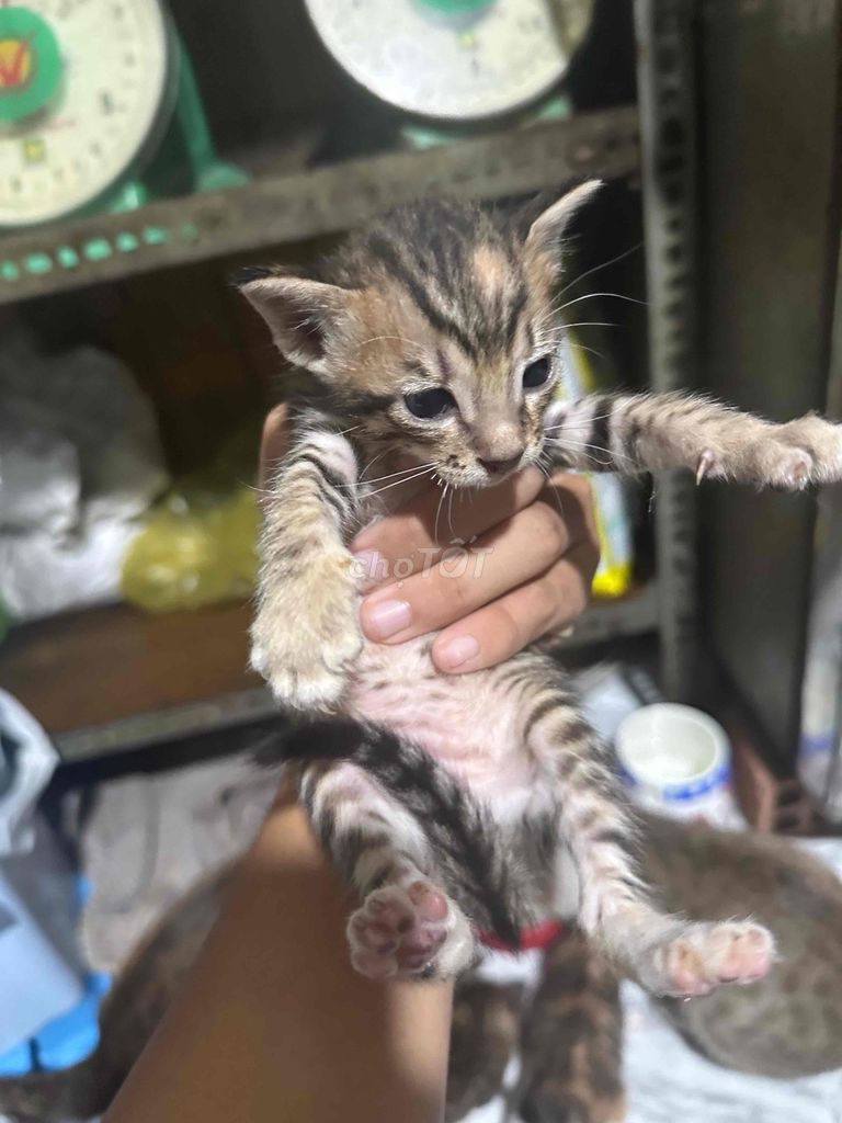 Mèo con Vằn. Mua bán Mèo tại Thành phố Thủ Đức Tp Hồ Chí Minh được đăng bởi Duy phạm  hình 1