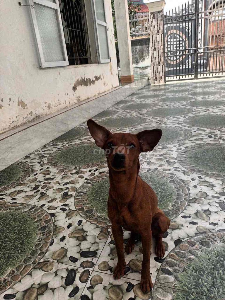 chó phóc màu lông bò 7 tháng tuổi