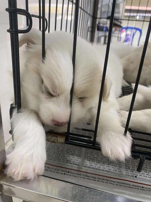 Chó Phốc Sóc Mini con đã tiêm