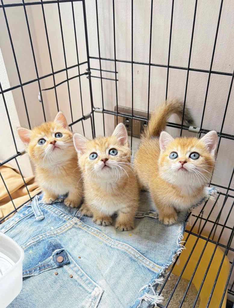 Mèo Anh Golden Chân lùn. Mua bán Mèo tại Quận Long Biên Hà Nội được đăng bởi ViVi An hình 1
