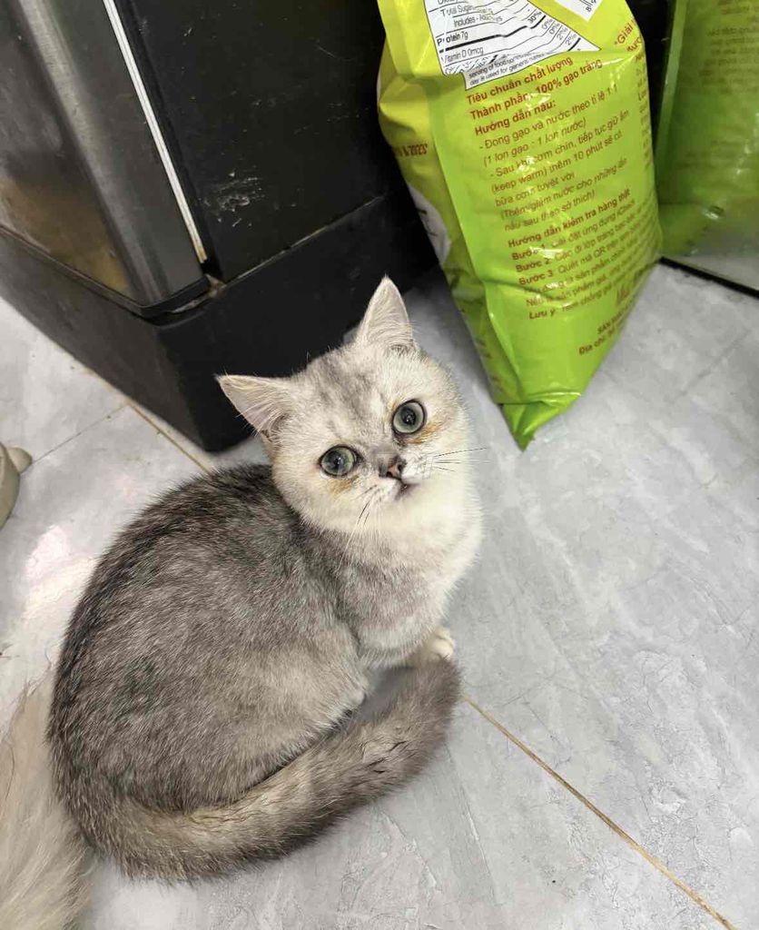 Mèo lùn đực 5 tháng. Mua bán Mèo tại Quận Bình Thạnh Tp Hồ Chí Minh được đăng bởi Linh Chi hình 1