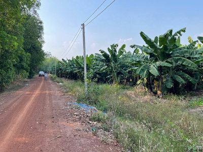 Cần tiền bán gấp 3ha đất đang trồng chuối tại Tân Châu, Tây Ninh. Mua bán đất tại Huyện Tân Châu Tây Ninh được đăng bởi VIETFLORA