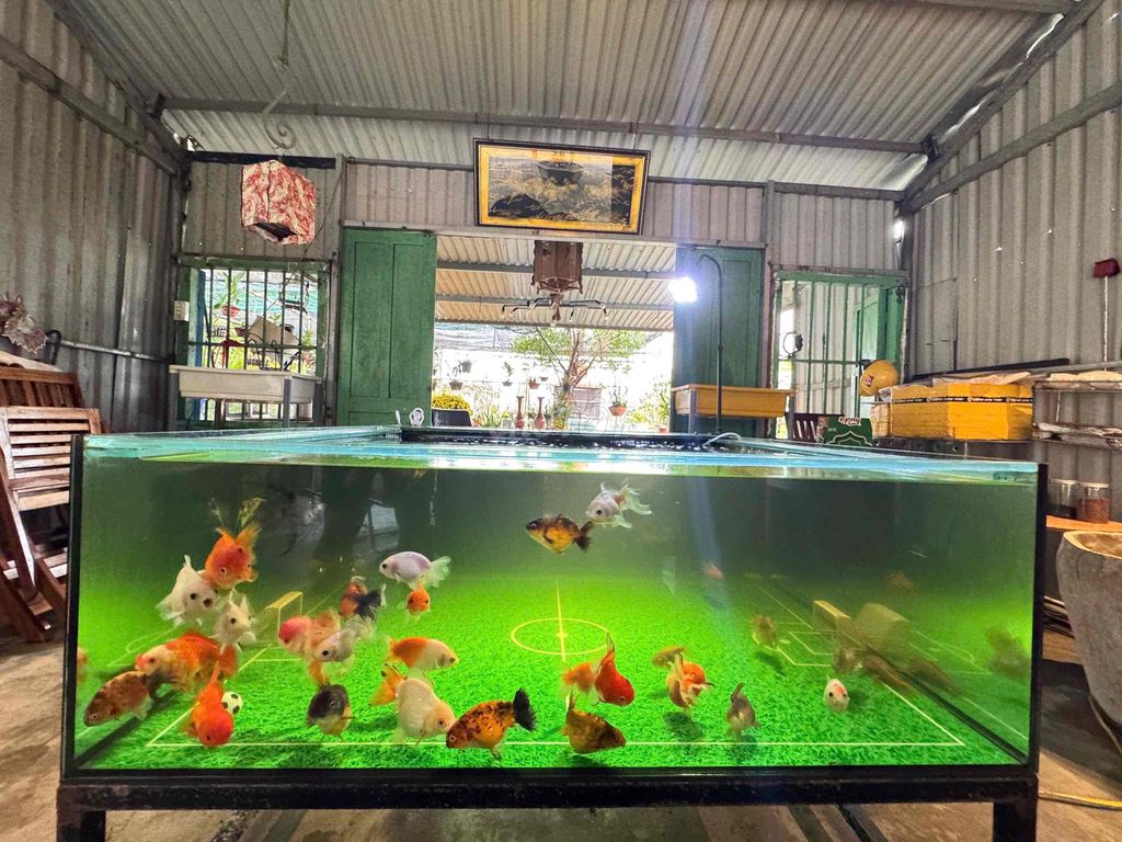 🧧 BÁN HỒ CÁ SÂN BÓNG. Mua bán Phụ kiện, Thức ăn, Dịch vụ tại Quận Cẩm Lệ Đà Nẵng được đăng bởi Hoàng Khoa hình 1