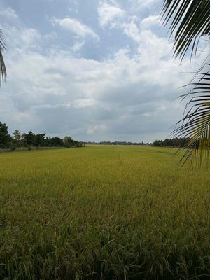 Bán 2 ha đất nông nghiệp có thể trồng sầu riêng