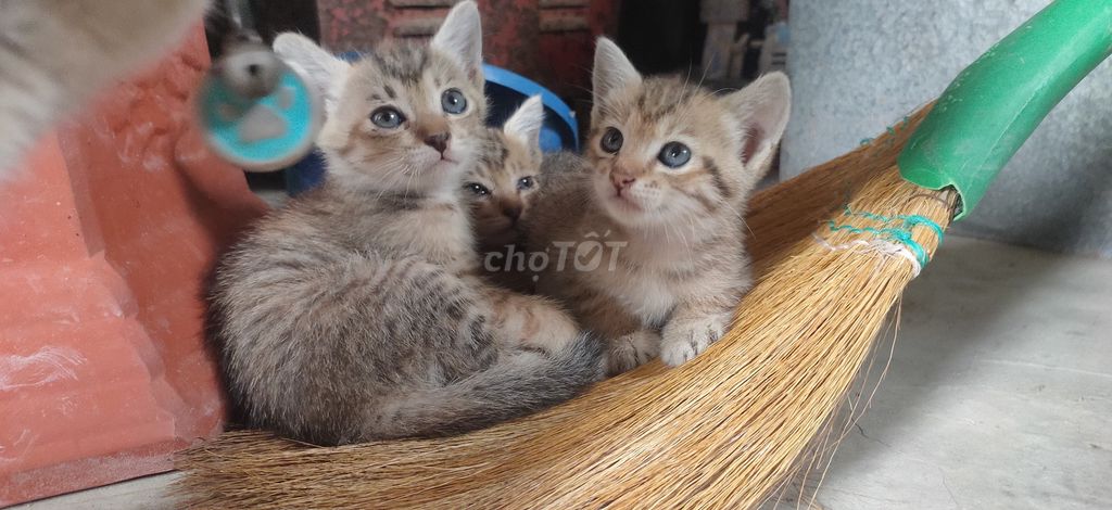 Mèo Lai Anh Tam thể 1 tháng. Mua bán Mèo tại Quận Hà Đông Hà Nội được đăng bởi Hai Ha Nguyen hình 1