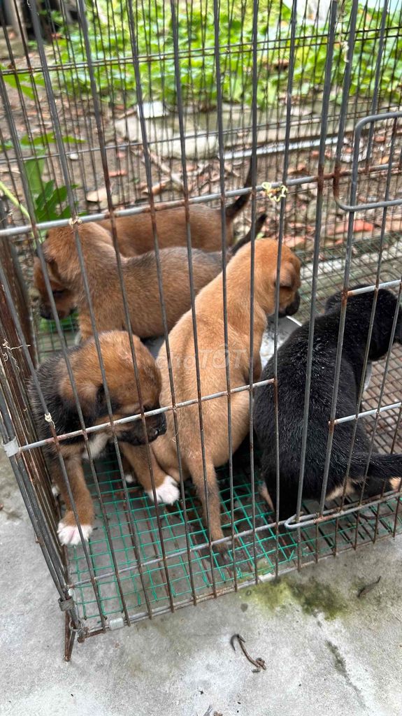 Chó ta nhiều màu 5 bé đã biết ăn. Mua bán Chó tại Thành phố Thủ Đức Tp Hồ Chí Minh được đăng bởi anh tam hình 1