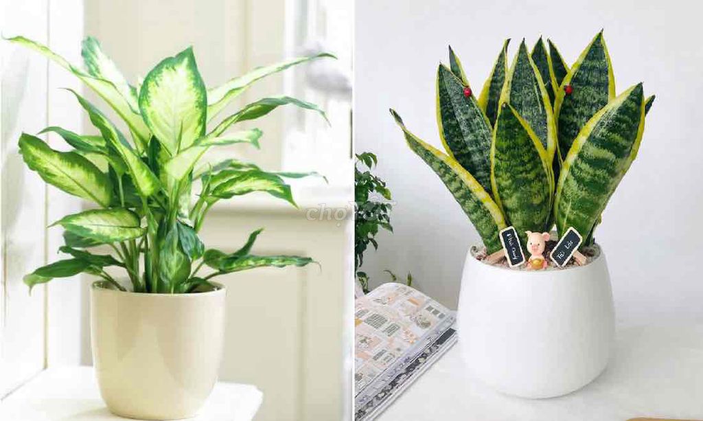 Bán lô Góc 2 MT đường Thanh Lương 7 + Nguyễn Thị sáu -DT: 215,5m2, đối. Mua bán đất tại Quận Cẩm Lệ Đà Nẵng được đăng bởi Hoàng Thị Châu hình 2