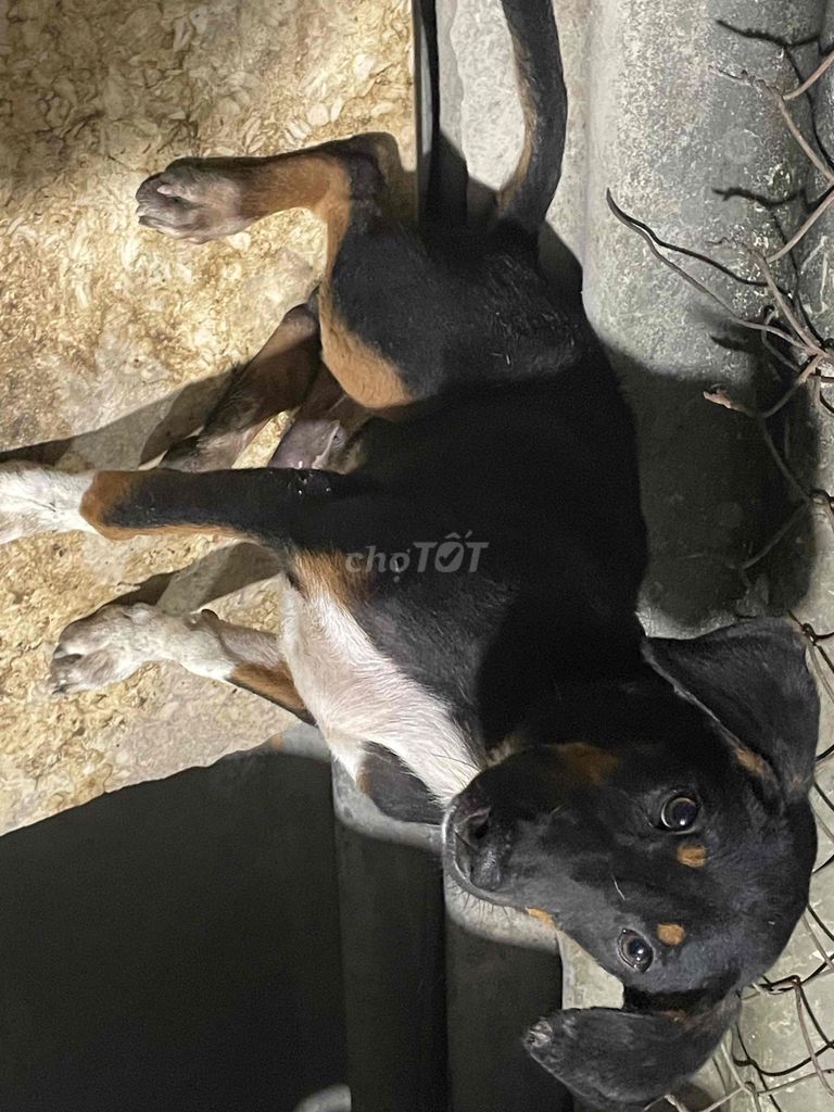 chó săn có xoáy lưng do. Mua bán Chó tại Huyện Long Thành Đồng Nai được đăng bởi Nguyễn Quang Trực hình 4