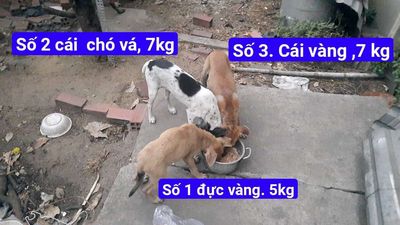 Chó phú quốc lai, màu vàng, 3 tháng, 7kg