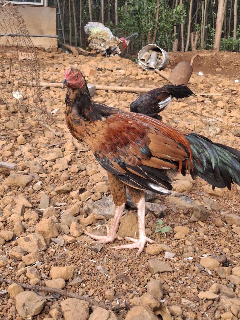 Gà tơ nâu đen 2kg. Mua bán Gà tại Huyện Xuyên Mộc Bà Rịa - Vũng Tàu được đăng bởi Nguyễn Thanh Tuấn hình 1