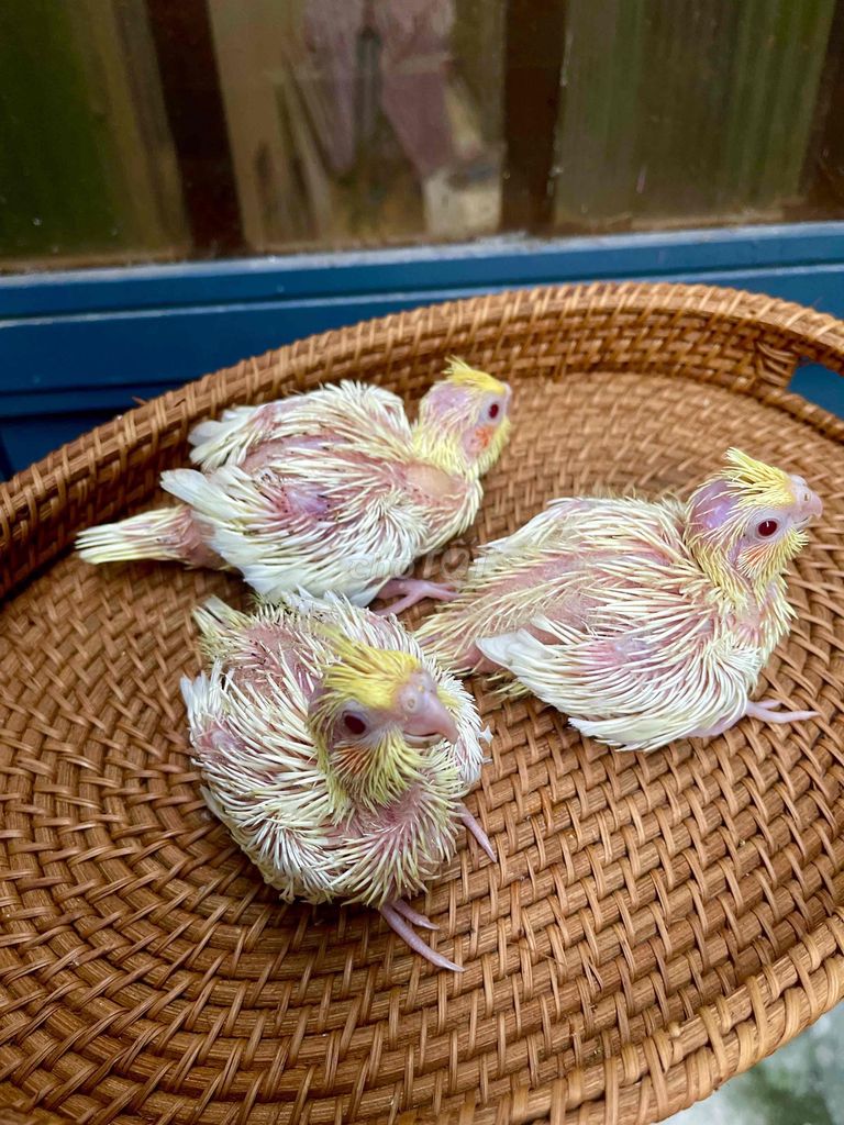 Vẹt Cockatiel Lutino non đút bột. Mua bán Chim tại Quận Sơn Trà Đà Nẵng được đăng bởi Vu Nguyen hình 1
