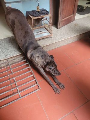 Bán chó Great dane cái, 40 kg