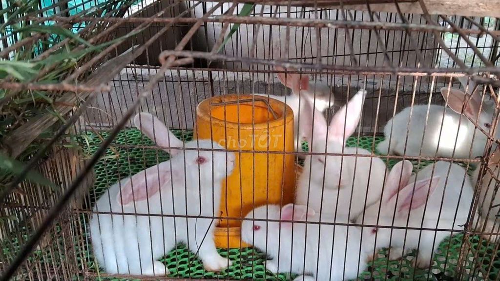 Thỏ con cái màu trắng. Mua bán Thú cưng khác tại Huyện Vũng Liêm Vĩnh Long được đăng bởi Thanh hùng hình 1