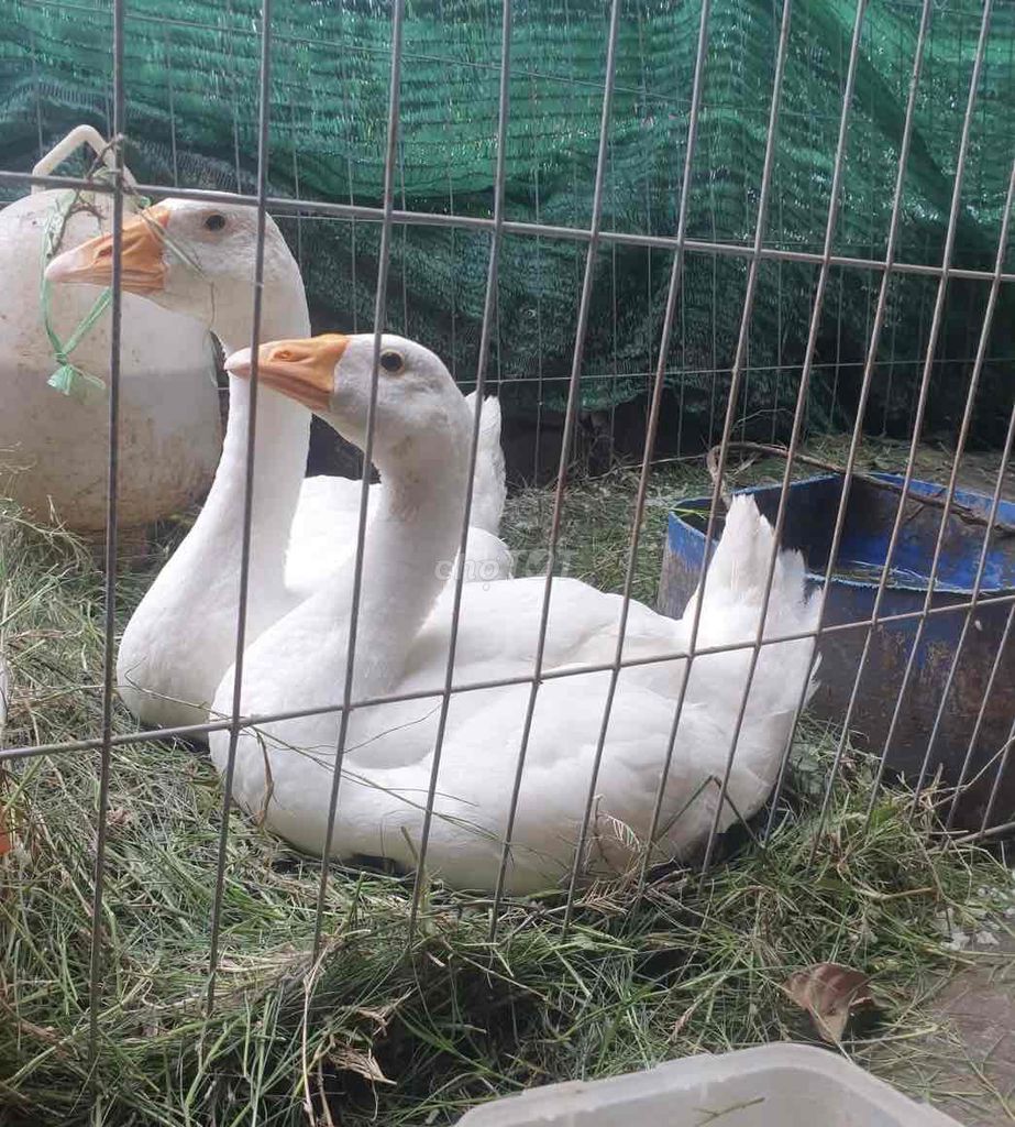 Cặp Ngỗng Trắng Đang đẻ trứng. Mua bán Thú cưng khác tại Thành phố Bà Rịa Bà Rịa - Vũng Tàu được đăng bởi jenna nguyen hình 1