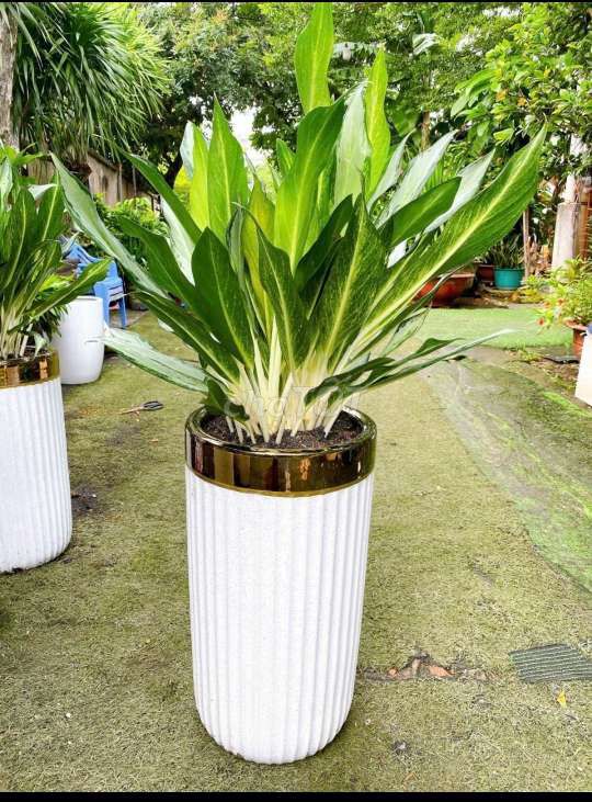 Cây và chậu đẹp, trưng trong nhà. Mua bán Cây cảnh, đồ trang trí tại Quận Gò Vấp Tp Hồ Chí Minh được đăng bởi Tô Kem  hình 3
