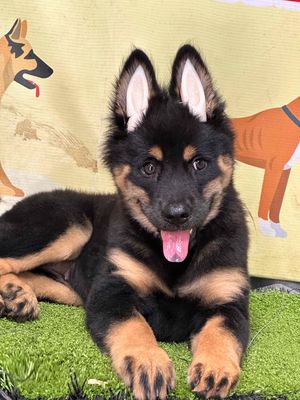 becgie. Mua bán Chó tại Huyện Trảng Bom Đồng Nai được đăng bởi Hương